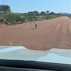Canis lupus at Lake Mackay, NT - 3 Jan 2025 08:29 AM