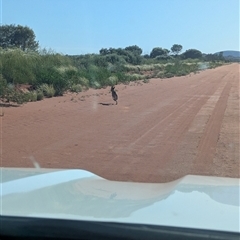 Canis lupus at Lake Mackay, NT - 3 Jan 2025 08:29 AM