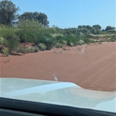 Canis lupus at Lake Mackay, NT - 3 Jan 2025 08:29 AM