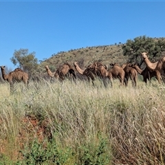 Camelus dromedarius at Lake Mackay, NT - 2 Jan 2025 by Darcy