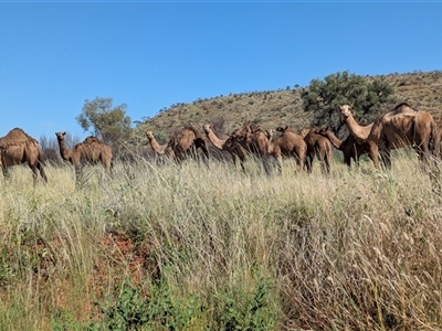 Camelus dromedarius (Camel, Dromedary) at Lake Mackay, NT - 2 Jan 2025 by Darcy