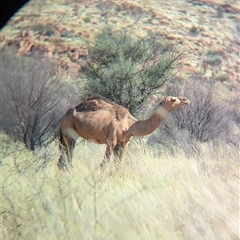 Camelus dromedarius at Lake Mackay, NT - 3 Jan 2025 09:17 AM