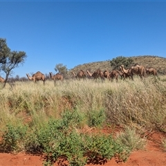 Camelus dromedarius at Lake Mackay, NT - 3 Jan 2025 09:17 AM