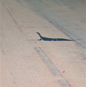 Varanus gouldii at Lake Mackay, NT by Darcy