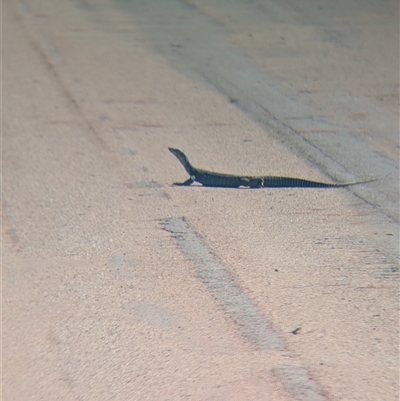 Varanus sp. (genus) (A goanna) at Lake Mackay, NT - 3 Jan 2025 by Darcy