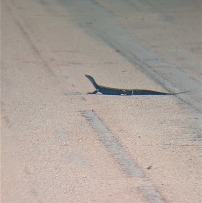 Varanus gouldii at Lake Mackay, NT - 2 Jan 2025 by Darcy