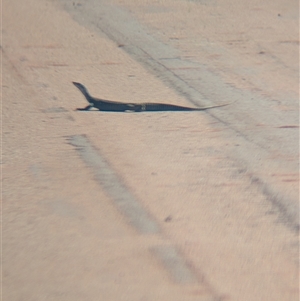 Varanus sp. (genus) at Lake Mackay, NT - suppressed
