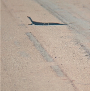 Varanus sp. (genus) at Lake Mackay, NT - suppressed