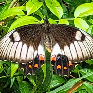 Papilio aegeus at Pampoolah, NSW - 8 Jan 2025 09:59 AM