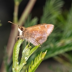 Trapezites luteus at Bungonia, NSW - 20 Dec 2024 by AlisonMilton