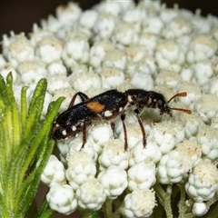 Eleale pulchra (Clerid beetle) at Bungonia, NSW - 20 Dec 2024 by AlisonMilton