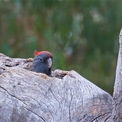 Callocephalon fimbriatum (Gang-gang Cockatoo) at Ainslie, ACT - 9 Jan 2025 by jb2602