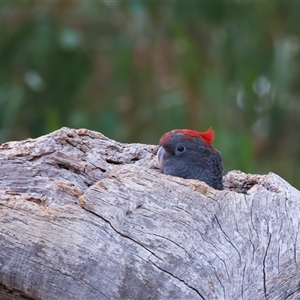 Callocephalon fimbriatum at Ainslie, ACT - suppressed