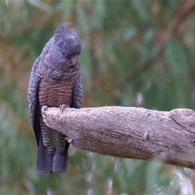 Callocephalon fimbriatum (Gang-gang Cockatoo) at Ainslie, ACT - 10 Jan 2025 by jb2602