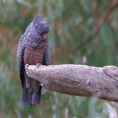 Callocephalon fimbriatum (Gang-gang Cockatoo) at Ainslie, ACT - 9 Jan 2025 by jb2602