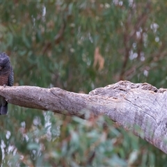 Callocephalon fimbriatum at Ainslie, ACT - suppressed