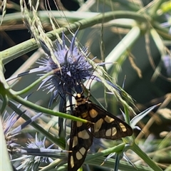 Amata (genus) (Handmaiden Moth) at Charnwood, ACT - 10 Jan 2025 by Mathew