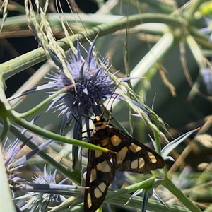 Amata (genus) (Handmaiden Moth) at Charnwood, ACT by Mathew