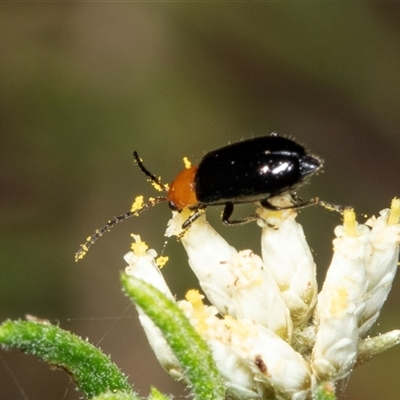 Adoxia benallae (Leaf beetle) at Bungonia, NSW - 20 Dec 2024 by AlisonMilton