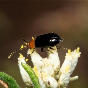 Adoxia benallae at Bungonia, NSW - 20 Dec 2024