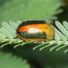 Calomela parilis (Leaf beetle) at Bungonia, NSW - 20 Dec 2024 by AlisonMilton