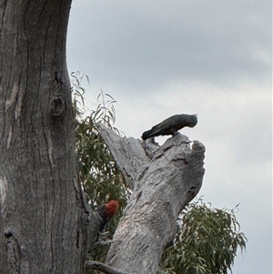 Callocephalon fimbriatum (Gang-gang Cockatoo) at Hackett, ACT by Louisab