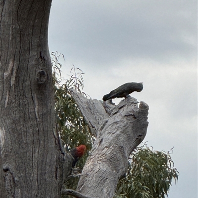 Callocephalon fimbriatum (Gang-gang Cockatoo) at Hackett, ACT - 6 Jan 2025 by Louisab