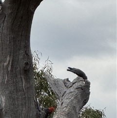 Callocephalon fimbriatum at Hackett, ACT - suppressed