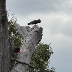 Callocephalon fimbriatum at Hackett, ACT - suppressed