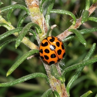 Harmonia conformis (Common Spotted Ladybird) at Bungonia, NSW - 20 Dec 2024 by AlisonMilton