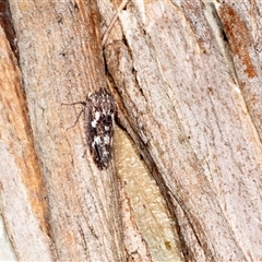 Stenocotis depressa (Leafhopper) at Bungonia, NSW - 20 Dec 2024 by AlisonMilton