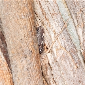 Stenocotis depressa at Bungonia, NSW - 20 Dec 2024 02:24 PM