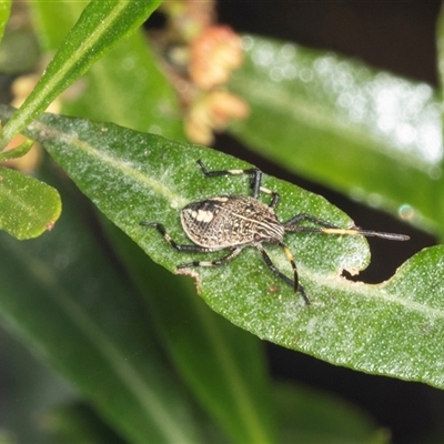 Poecilometis strigatus (Gum Tree Shield Bug) at Bungonia, NSW - 20 Dec 2024 by AlisonMilton