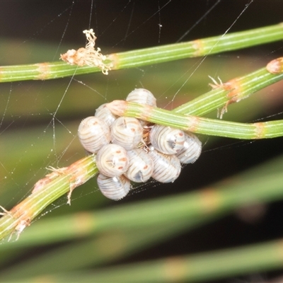 Pentatomidae (family) (Shield or Stink bug) at Bungonia, NSW - 20 Dec 2024 by AlisonMilton