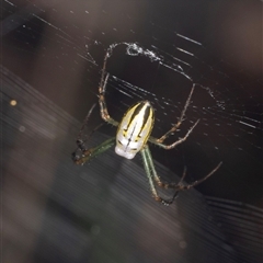 Leucauge sp. (genus) (Silver Orb-weaver) at Bungonia, NSW - 20 Dec 2024 by AlisonMilton