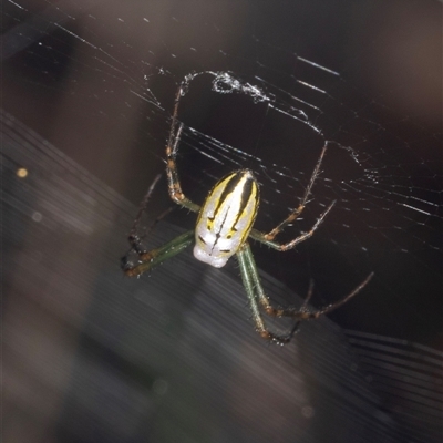 Leucauge sp. (genus) (Silver Orb-weaver) at Bungonia, NSW - 20 Dec 2024 by AlisonMilton