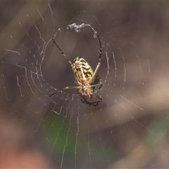 Leucauge sp. (genus) at Bungonia, NSW - 20 Dec 2024