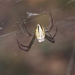 Leucauge sp. (genus) at Bungonia, NSW - 20 Dec 2024