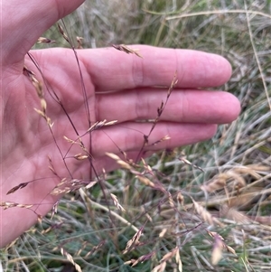 Poa sp. (A Snow Grass) at Mount Clear, ACT by nathkay