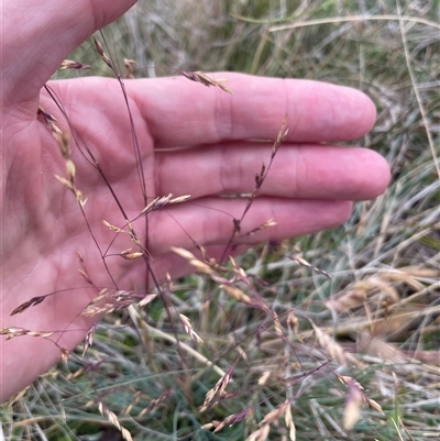 Poa sp. (A Snow Grass) at Mount Clear, ACT - 10 Jan 2025 by nathkay