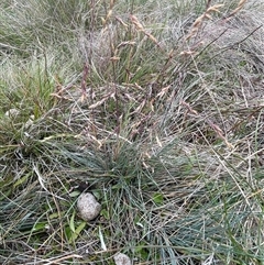 Poa sp. at Mount Clear, ACT - 10 Jan 2025 11:41 AM