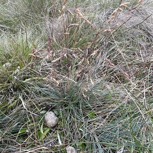 Poa sp. at Mount Clear, ACT - 10 Jan 2025 11:41 AM