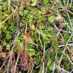 Gonocarpus micranthus subsp. micranthus (Creeping Raspwort) at Mount Clear, ACT - 10 Jan 2025 by nathkay