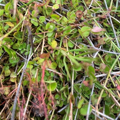 Gonocarpus micranthus subsp. micranthus (Creeping Raspwort) at Mount Clear, ACT - 10 Jan 2025 by nathkay