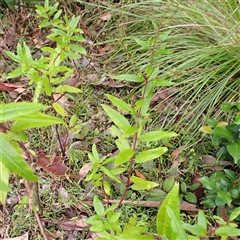 Haloragis exalata subsp. exalata (Square Raspwort) at South Durras, NSW - 8 Jan 2025 by plants