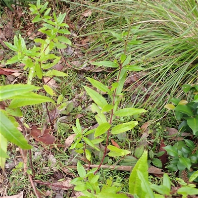 Haloragis exalata subsp. exalata (Square Raspwort) at South Durras, NSW - 7 Jan 2025 by plants