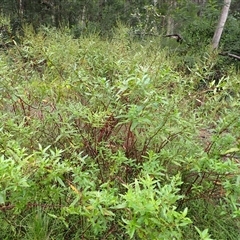 Haloragis exalata subsp. exalata at South Durras, NSW - 8 Jan 2025