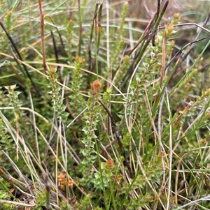 Epacris gunnii (Heath) at Mount Clear, ACT by nathkay