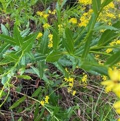 Senecio linearifolius var. latifolius at Mount Clear, ACT - 10 Jan 2025 by nathkay