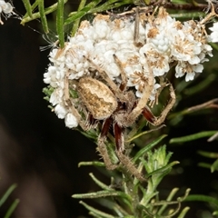 Backobourkia sp. (genus) at Bungonia, NSW - 20 Dec 2024 by AlisonMilton